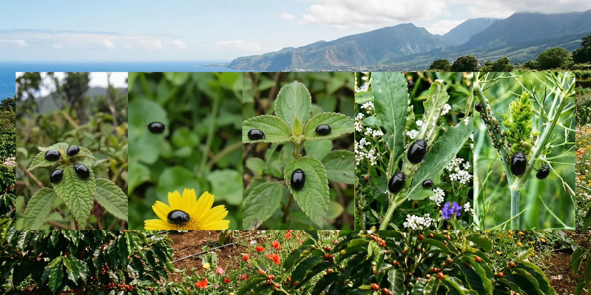 Image pour la formation Lutte biologique à La Réunion : coccinelles et autres insectes utiles contrôlant des ravageurs sur les cultures